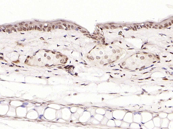 Phospho-c-Jun (Ser63) Rabbit Polyclonal Antibody