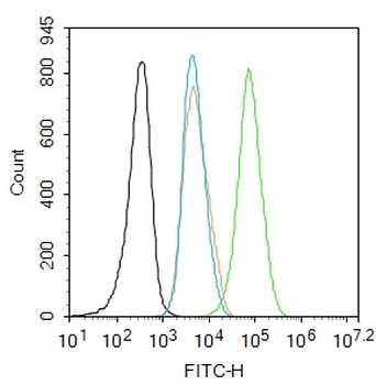 Phospho-c-Jun (Tyr170) Rabbit Polyclonal Antibody