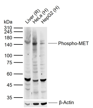 Phospho-MET (Tyr1003) Rabbit Polyclonal Antibody