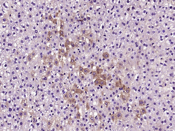 Phospho-Cofilin (Tyr140) Rabbit Polyclonal Antibody