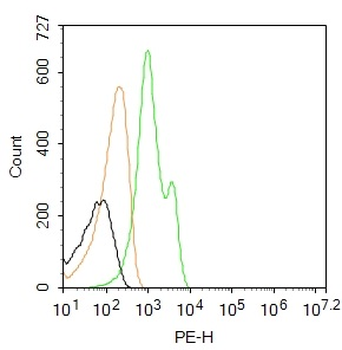Cytokeratin 5 Rabbit Polyclonal Antibody (PE)