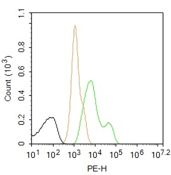 Cytokeratin 5 Rabbit Polyclonal Antibody (PE)