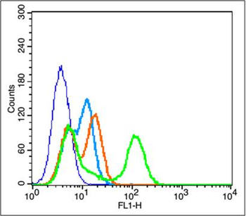 Coxsackie Adenovirus Receptor Rabbit Polyclonal Antibody