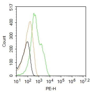 OLIG2 Rabbit Polyclonal Antibody (PE)