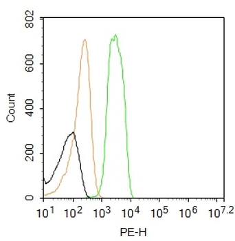 CLDN1 Rabbit Polyclonal Antibody (PE)