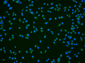 LC3A Mouse Monoclonal Antibody