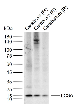 LC3A Mouse Monoclonal Antibody