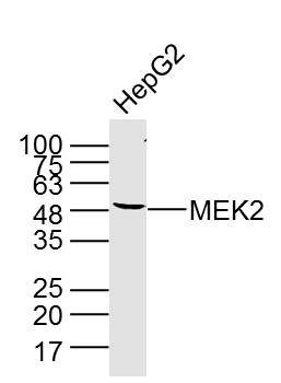 MEK2 Mouse Monoclonal Antibody