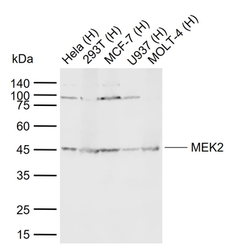 MEK2 Mouse Monoclonal Antibody