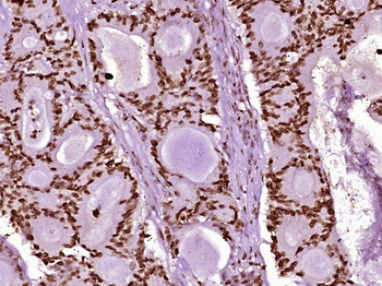 Histone H3 (mono methyl K79) Mouse Monoclonal Antibody