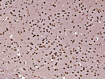 Histone H3 (mono methyl K79) Mouse Monoclonal Antibody