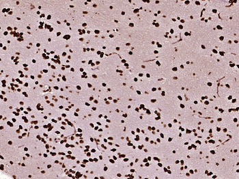 Histone H3 (mono methyl K79) Mouse Monoclonal Antibody