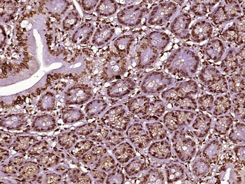 Histone H3 (mono methyl K79) Mouse Monoclonal Antibody