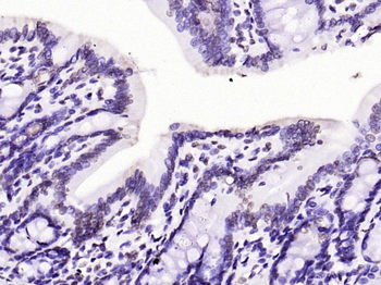 Histone H3 (mono methyl K79) Mouse Monoclonal Antibody