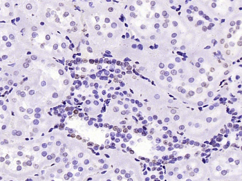 Histone H3 (mono methyl K79) Mouse Monoclonal Antibody