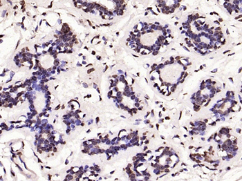 Histone H3 (di methyl K79) Mouse Monoclonal Antibody