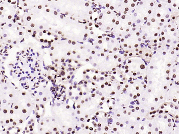 Histone H3 (di methyl K79) Mouse Monoclonal Antibody