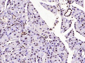 Histone H3 (di methyl K79) Mouse Monoclonal Antibody