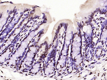 Histone H3 (di methyl K79) Mouse Monoclonal Antibody