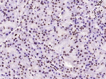 Histone H3 (di methyl K79) Mouse Monoclonal Antibody