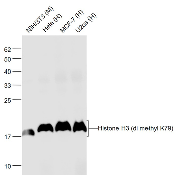 Histone H3 (di methyl K79) Mouse Monoclonal Antibody
