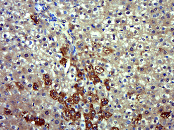 ENOS Rabbit Polyclonal Antibody
