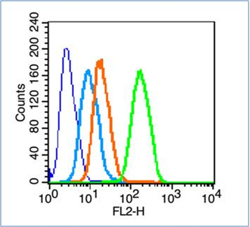C-fos Rabbit Polyclonal Antibody