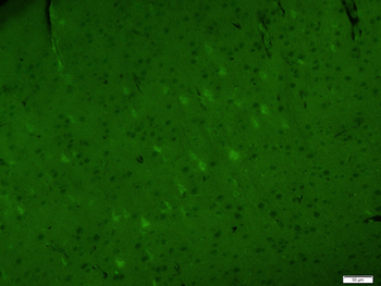 C-fos Rabbit Polyclonal Antibody