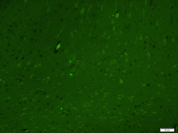 C-fos Rabbit Polyclonal Antibody