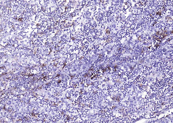 CD14 Rabbit Polyclonal Antibody