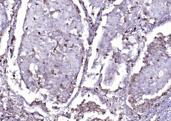 CD14 Rabbit Polyclonal Antibody