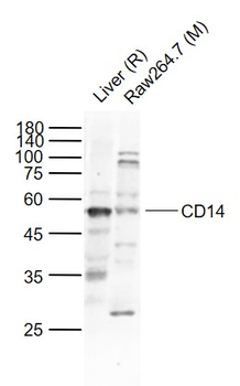 CD14 Rabbit Polyclonal Antibody