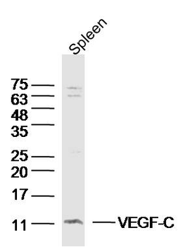 VEGF-C Rabbit Polyclonal Antibody