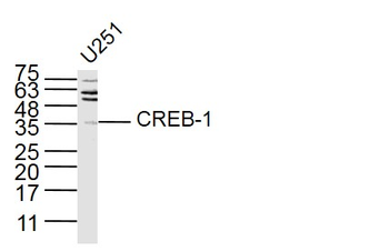 CREB-1 Rabbit Polyclonal Antibody