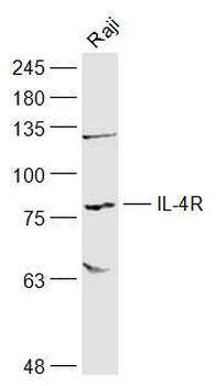 IL-4R Rabbit Polyclonal Antibody