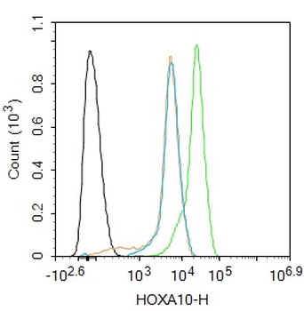 HOXA10 Rabbit Polyclonal Antibody