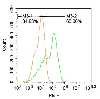HOXA10 Rabbit Polyclonal Antibody