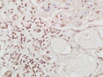 C-Maf Rabbit Polyclonal Antibody