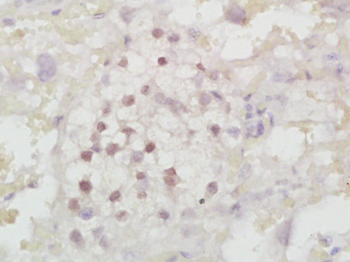 C-Maf Rabbit Polyclonal Antibody