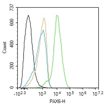 PAX6 Rabbit Polyclonal Antibody