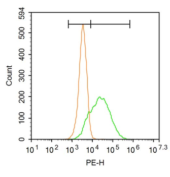 ABCG2 Rabbit Polyclonal Antibody