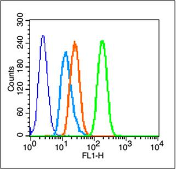 Phospho-PTEN (Ser385) Rabbit Polyclonal Antibody