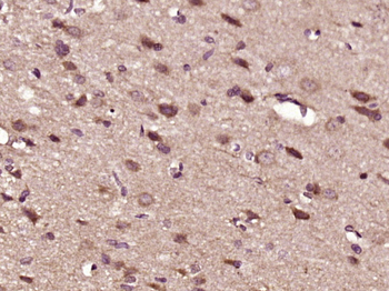 Phospho-PTEN (Ser385) Rabbit Polyclonal Antibody