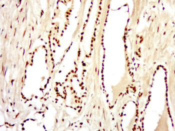 CCDC54 Rabbit Polyclonal Antibody