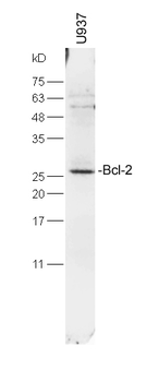 Bcl-2 Mouse Monoclonal Antibody