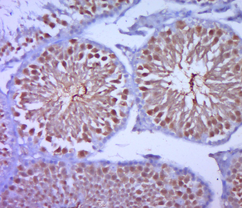 Cyclin B1 Rabbit Polyclonal Antibody