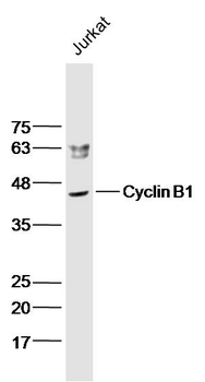 Cyclin B1 Rabbit Polyclonal Antibody