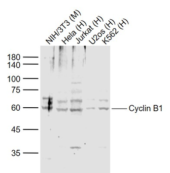 Cyclin B1 Rabbit Polyclonal Antibody