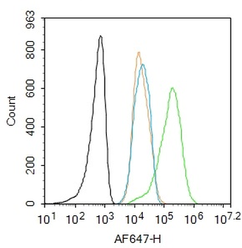 JAK2 Rabbit Polyclonal Antibody