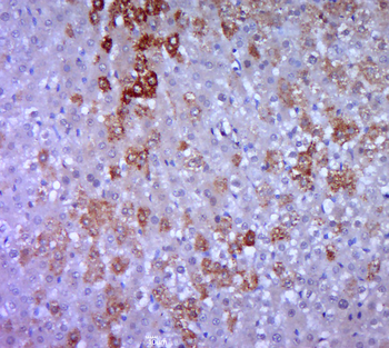 JAK2 Rabbit Polyclonal Antibody